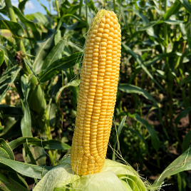 Камук F1 насіння кукурудзи суперсолодкої Sh2 середньої 79-82 дн. 22-23 см 18-20 р. (Clause)