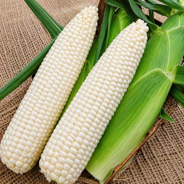 Кукурудза Білий кролик F1