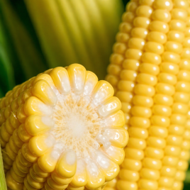 Джульетта F1 (Венеция F1) семена кукурузы суперсладкой Sh2 средней 80-83дн. 22см (Мнагор)
