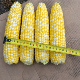 Кукурудза солодка Ксанаду F1 (Нірвана F1)