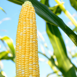 Кукурудза Мармурова Нова F1 