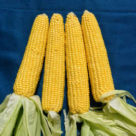 Алойзия F1 семена кукурузы суперсладкой (Semo)