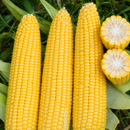 Добриня F1 семена кукурузы суперсладкой (Spark Seeds)