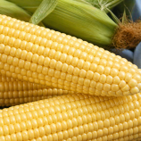 Шайнрок F1 семена кукурузы суперсладкой (Syngenta)