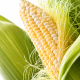 Шайнрок F1 семена кукурузы суперсладкой (Syngenta)