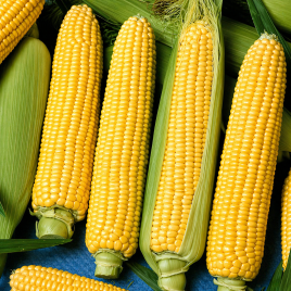 Аранка F1 семена кукурузы суперсладкой Sh2 65-70 дн. (Semo)