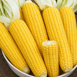Лонга F1 семена кукурузы суперсладкой среднеран. (Moravoseed)