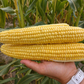 Ромео F1 насіння кукурудзи суперсолодкої Sh2 середньостиглої 78-80 дн. 25-26 см (Мнагор)