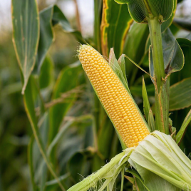 Санрайз F1 насіння кукурудзи суперсолодкої Sh2 середньоранньої 78-80 дн. 22-24см 20-23р. (LibraSeeds)