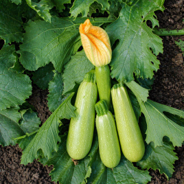 Ангелина F1 семена кабачка раннего 39-43 дн. светло-зеленого (Syngenta)