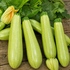 Алберелло ди Сарцана семена кабачка раннего 45 дн. светло-зеленого (SAIS)