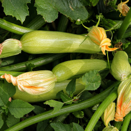 E28T00358 F1 семена кабачка (Enza Zaden)