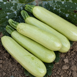 Теренум F1 насіння кабачка 43 дн. (Spark Seeds)