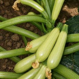 Эзра F1 семена кабачка (Hazera)