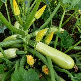 Немо F1 семена кабачка (Lark Seeds)