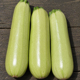 Елеонор F1 насіння кабачка (United Genetics)
