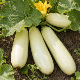 кабачок білоплодний