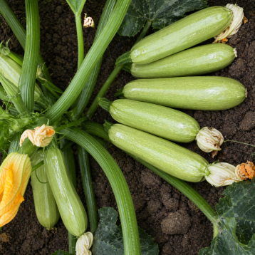 КС 2446 F1 (KS 2446 F1) семена кабачка 40-45 дн. цилиндр. св-зел. куст. (Kitano Seeds)