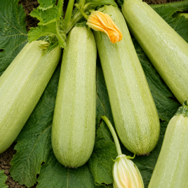 Грибовский 37 семена кабачка раннего 40-45 дн. 0,7-1,3 кг св.-зел. (Свитязь) НЕТ ТОВАРА