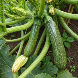 Селієна F1 насіння кабачка раннього 40-42 дн. темно-зеленого (Syngenta)