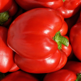 Сондела F1 (Зондела F1) семена перца сладкого тип Блочный среднего 80-85 дн. корот.куб. 300-350 гр. 9х8,5см 4 камер. 8-10 мм зел