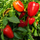 Савио F1 семена перца сладкого (SAIS)