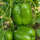 KS 04 F1 семена перца сладкого (Kitano Seeds)