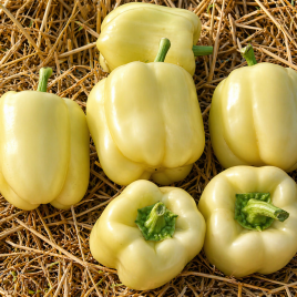 Оіда F1 насіння перцю солодкого раннього 65-70 дн. (Clause)