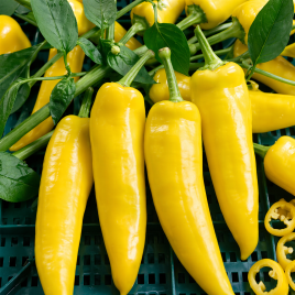 Венгерський жовтий насіння перцю горького раннього 85-90 дн 40-60 гр желт/красн (Seedera)