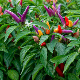 Перець гіркий декоративний Маскарад 