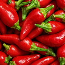 Джапо F1 семена перца горького (SAIS)