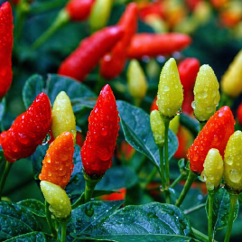 Табаско F1 семена перца горького (SAIS)