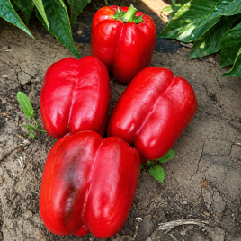 Перець солодкий Стріт F1