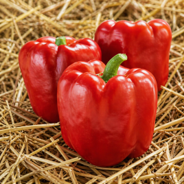 Перець солодкий Ред Джевел F1 (Red Jewel F1) 