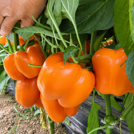 Перець Оранж Босс F1 