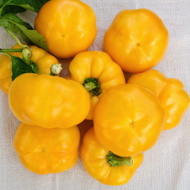 Золотая Тамара семена перца сладкого (Элитный ряд)