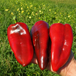 Редкан F1 семена перца сладкого (Clause)