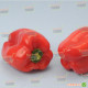 Перец Ньютон F1 (Гектор ЛС 1420 F1)