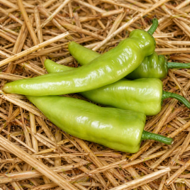 Кампай F1 семена перца острого (Kitano Seeds)