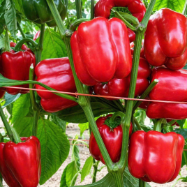 Красный Рыцарь F1 семена перца сладкого (Seminis)