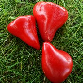 Малинове серце насіння перцю солодкого среднего 120-125 дн сердцев 200-300 гр 10-15 мм красн (GL Seeds)