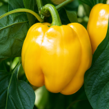 Квадрато Асти желтый семена перца сладкого (SAIS)