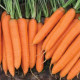 Сіркана F1 (2,2-2,4) насіння моркви Нантес середньої 110-120 дн. 18-21 см (Nunhems)