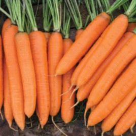 Сиркана F1 (2,2-2,4) семена моркови Нантес средней 110-120 дн. 18-21 см (Nunhems)