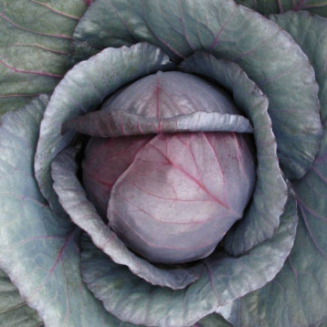 Луис F1 семена капусты к/к средней 75-80 дн. 1,5-2,0 кг окр. (NongWoo Bio)