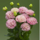 Кореллі F1 peach насіння еустоми махр. 70-90см (Takii Seeds)