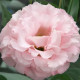 Кореллі F1 peach насіння еустоми махр. 70-90см (Takii Seeds)