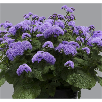 Блу Пленет F1 blue (синий) семена агератума (Hem Genetics)