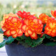Нонстоп F1 flame семена бегонии (Benary)