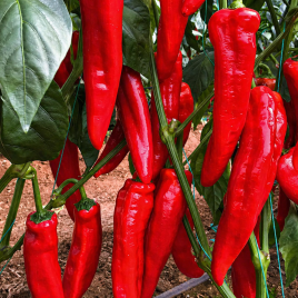 Армагеддон F1 насіння перцю солодкого (Yuksel)